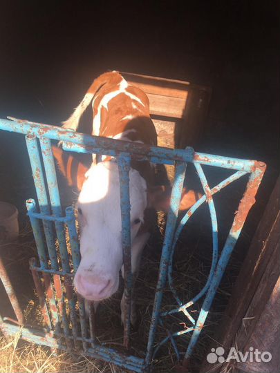 Корова и тёлка