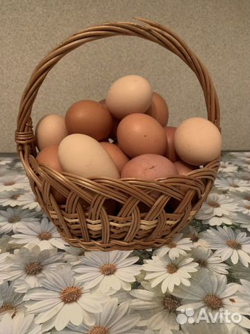 Инкубационное яйцо разноцветных кур