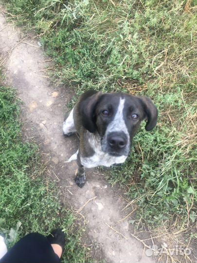 Отдам бесплатно