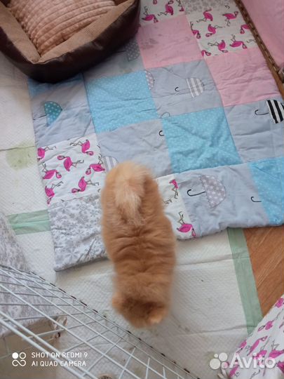 Шпиц в добрые руки