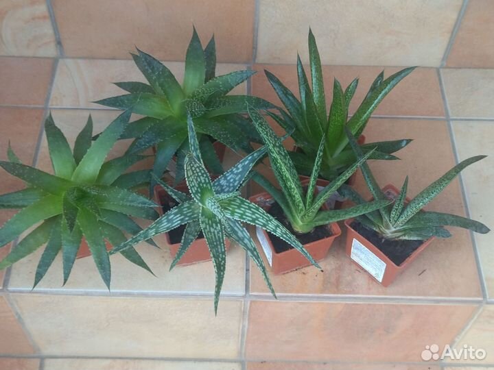 Алоэ сортовые