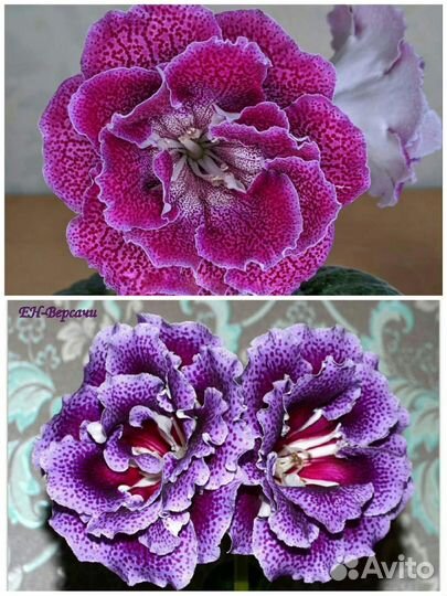 Глоксинии (семена)