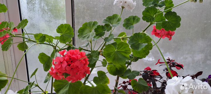 Комнатные растения цветы