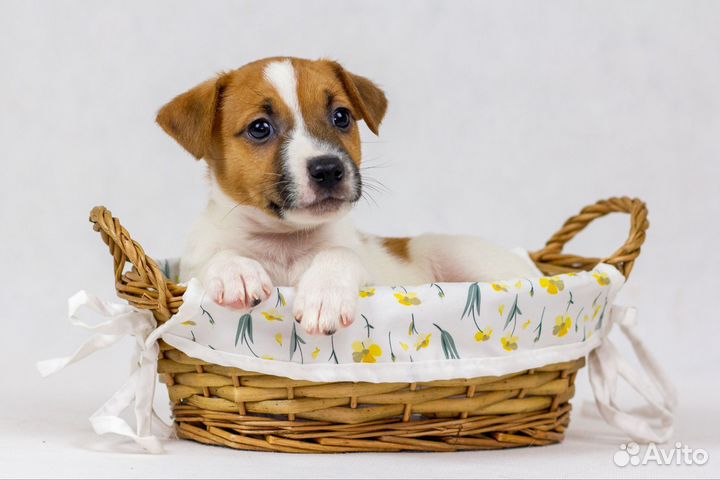 Щенки Парсон Рассел терьер