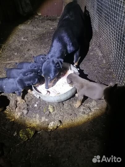 Щенки ягдтерьера