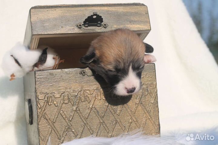 Мальчик вельш корги пемброк