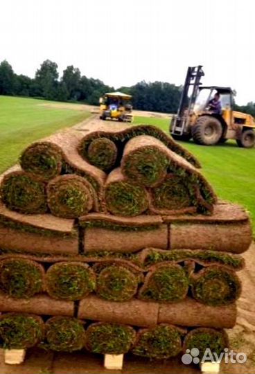 Рулонный газон