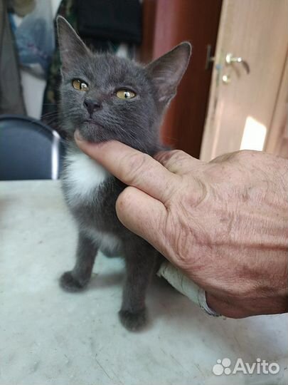 Кошки бесплатно