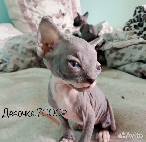 Канадский сфинкс котенок