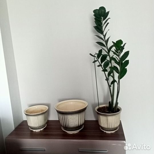 Продам 3 больших горшка + цветок