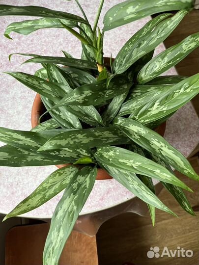 Аглаонема 