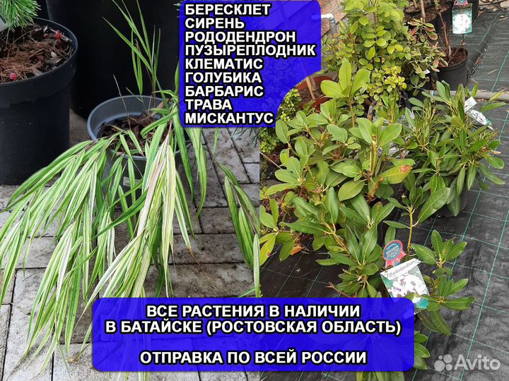 Сирень голубика барбарис саженцы