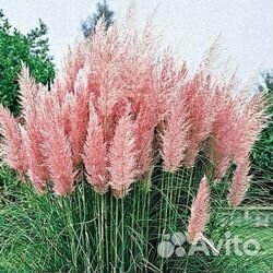 Продам саженцы пампасной травы