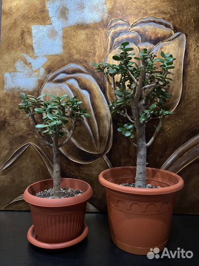 Толстянка (крассула, денежное дерево)