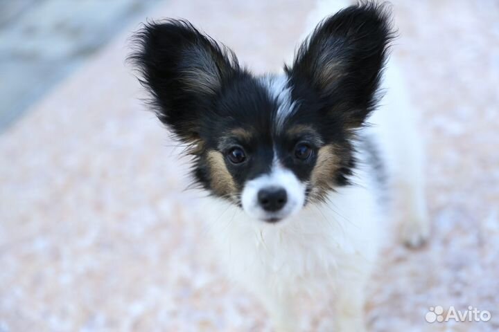 Щенки папийона