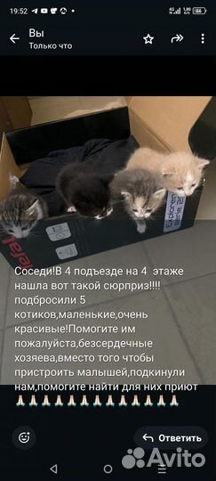 Маленькие котятакотенок