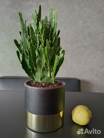 Алоэ вера, красула, кактусы