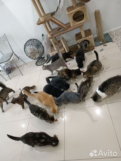 Кошки 