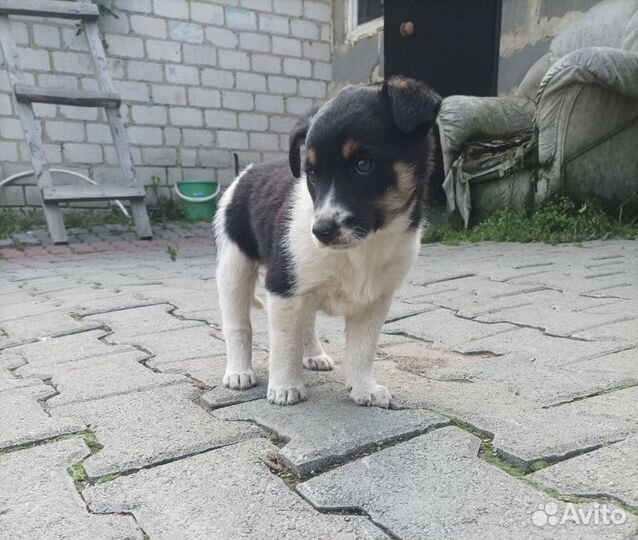 Щенки в добрые руки