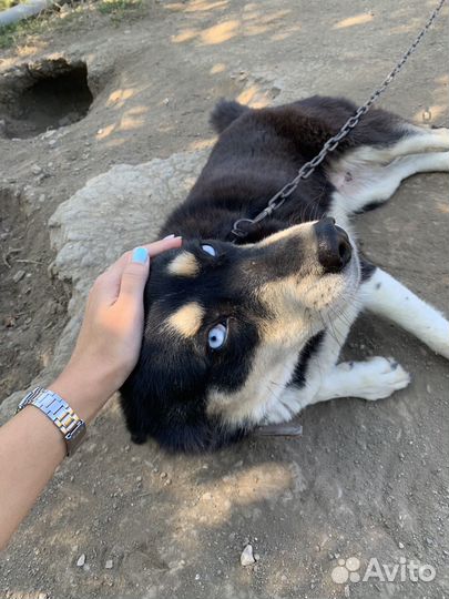 Хаски бесплатно