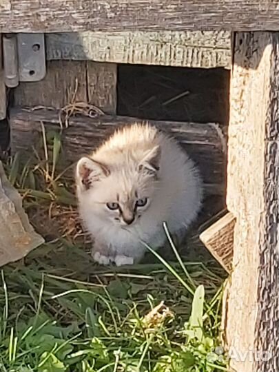 Котята отдам бесплатно