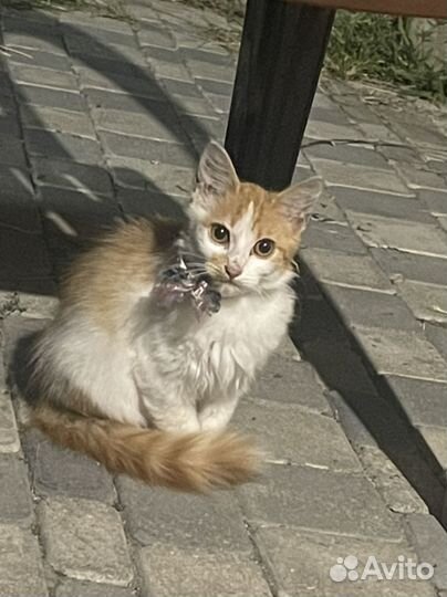 Котенок бесплатно
