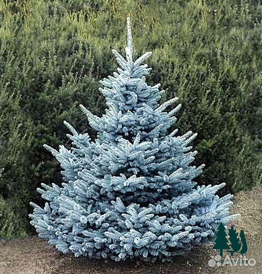 Ель голубая оптом / розница