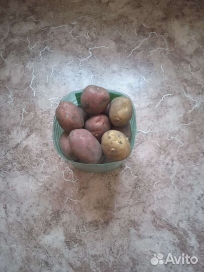 Семенной картофель