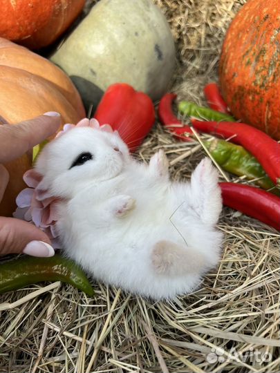 Кролики ручные домашние