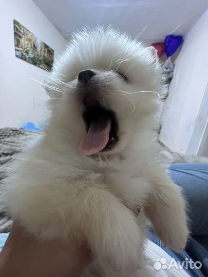 Померанский шпиц