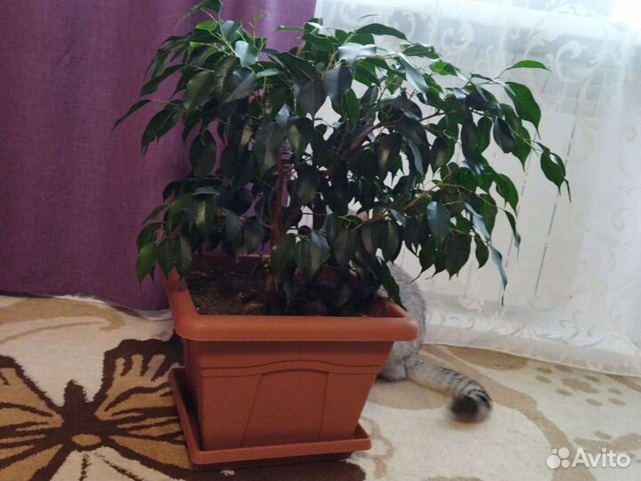 Фикус бенджамина