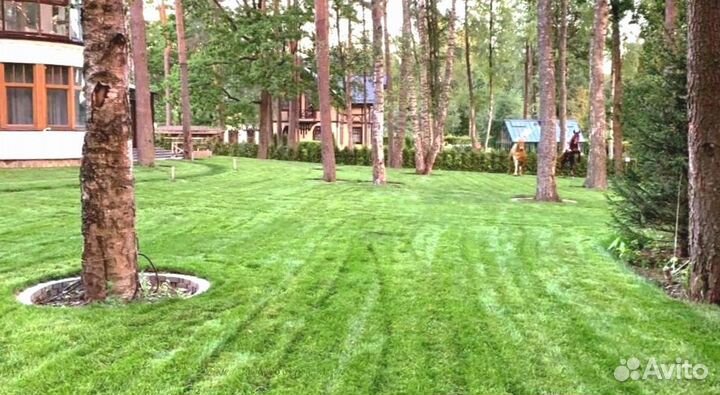 Рулонный газон