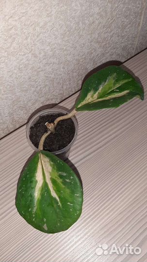 Хойи Мирт Пеперомия