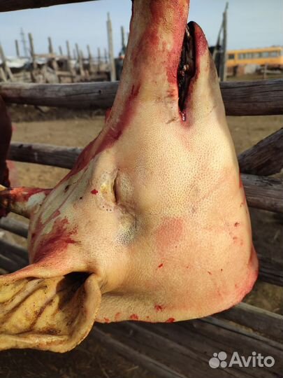 Ливера и головы свиные