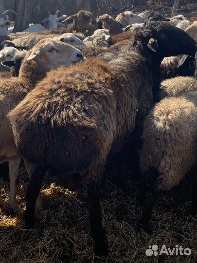 Баран производитель