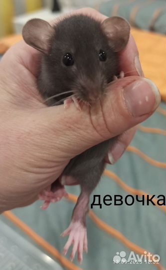 Крысята