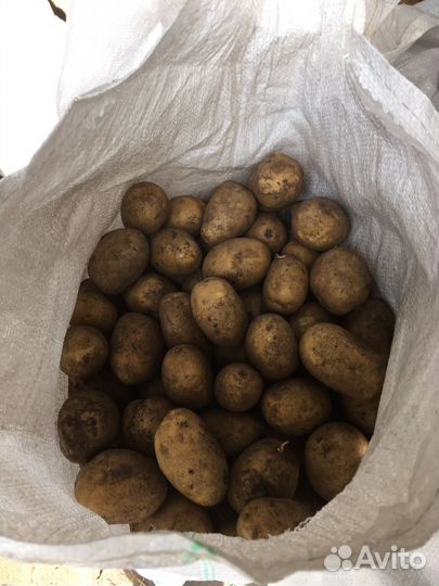 Картофель