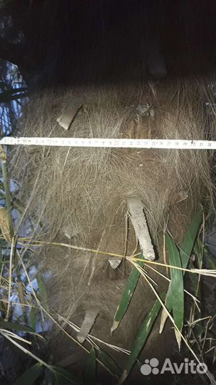 Пальма веерная