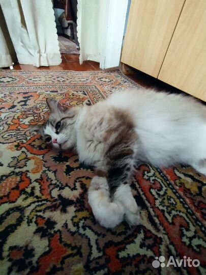 Кот бесплатно