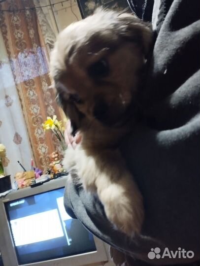 Щенки пекинеса