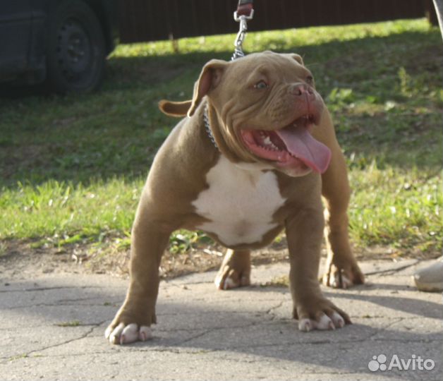 Щенки Американского Булли