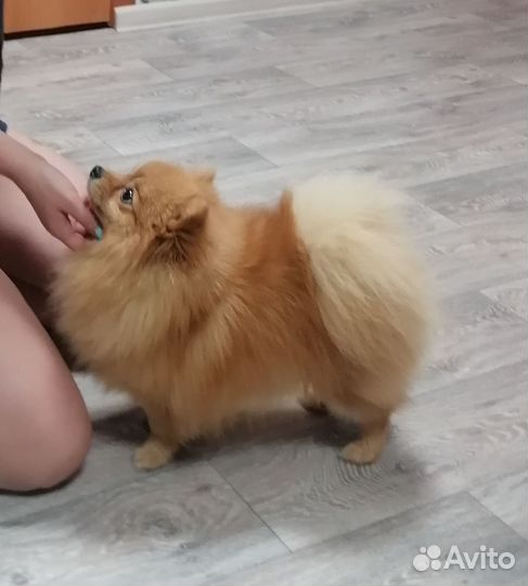 Померанский шпиц вязка