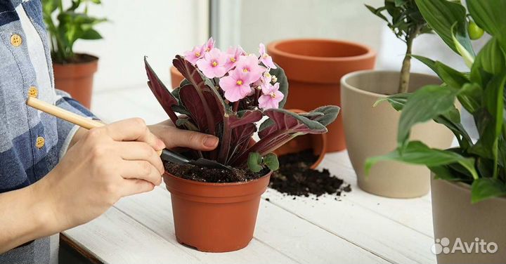 Уход за комнатными растениями