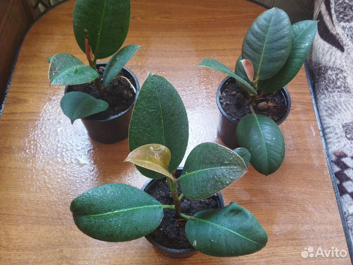 Комнатные цветы