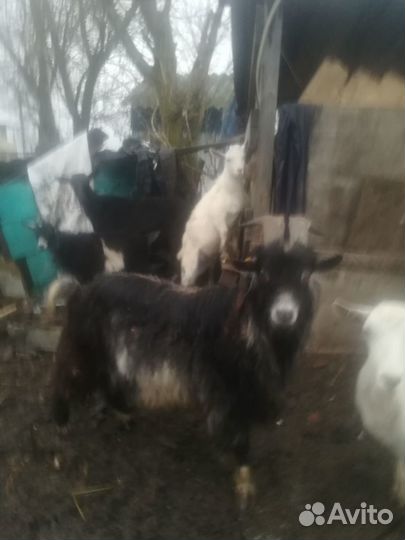 Козы дойные