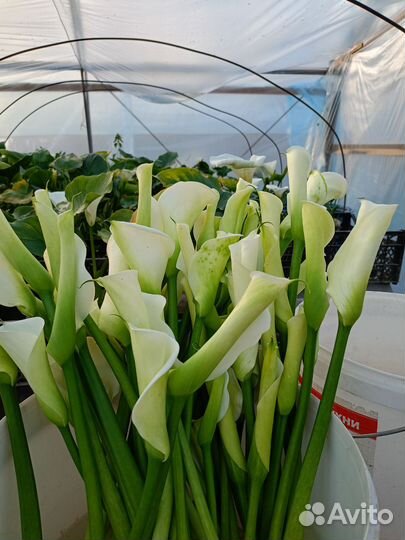 Цветы Калла срезка и горшечка