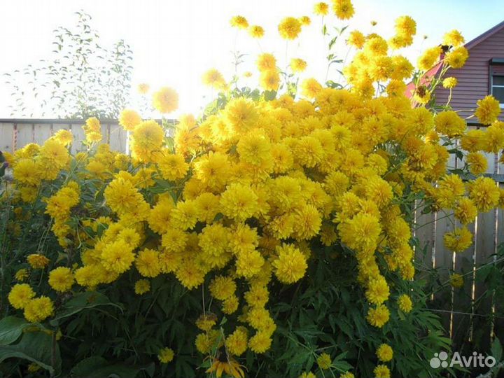 Золотой шар или рудбекия многолетник