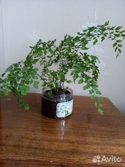 Адиантум Венерин волос