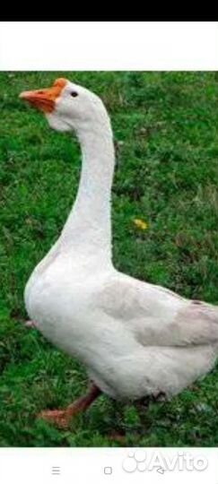 Гусь