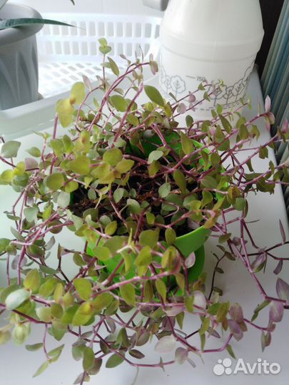 Фикус, Бегония, Каллизия